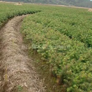供应江西【迦南】苗木基地大量批发 杉苗 自产自销自用 质优价廉 诚信 蔡生13979604644