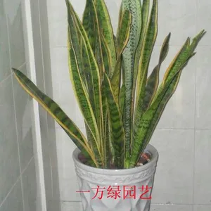 供应武汉一方绿水培植物租赁租摆出租