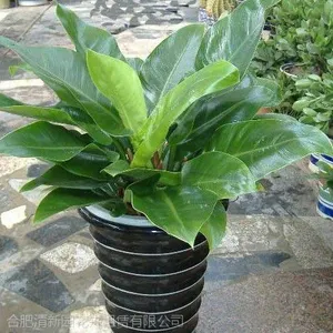 供应合肥租花、合肥花卉租赁、合肥绿植租赁、合肥绿植租摆