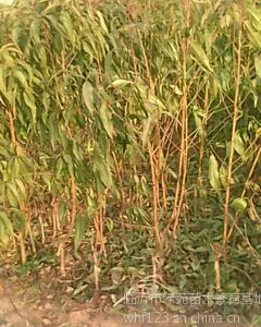 山东临沂新品种桃树苗繁育基地