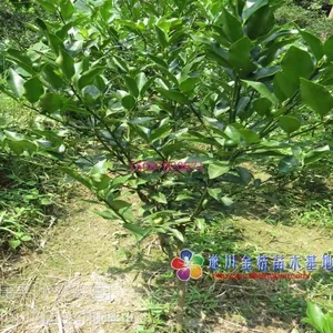 供应遂川优质金桔树苗,脆皮金桔苗,品种好,产量高,果实大,口感甜