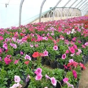 供应西安花卉供应 西安花卉批发 西安花卉种植 陕西华颖园林景观