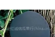 供应供应无籽西瓜【无籽西瓜基地】【陕西黑无籽西瓜基地】无籽西瓜价格
