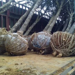 供应大量批发遂川金桔大树,实生金桔树,好品种产量高,果大味甜