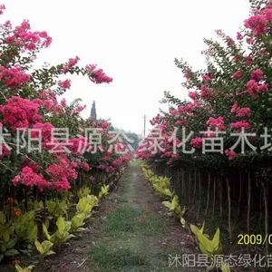 ��Ӧ�����̻���ľ ӣ�� ��ޱ ������ ������ ������ ����԰����ľ
