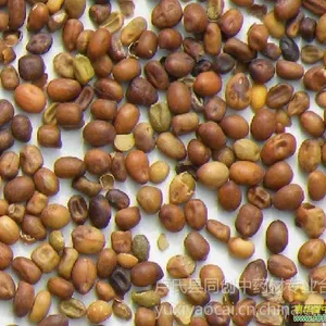 河南苦参种子多少钱一斤，新产一级良种，产地直发