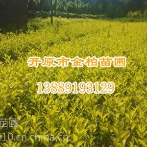 金叶卫矛产地供应 金叶卫矛小苗 金叶卫矛嫁接苗 开原金叶卫矛小苗包邮 金叶卫矛行情