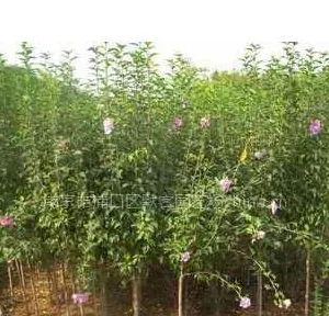 木槿,木槿价格,丛生木槿价格,独杆木槿价格