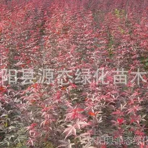 ��Ӧ�ձ�ӣ���� ��ͩ�� �ձ������ ������Ҷ���� ������