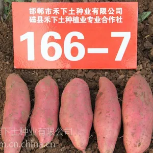 禾下土脱毒红薯苗水果红薯166-7产量高口感脆甜