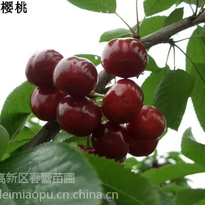 ����̩��ӣ���磬����ӣ����۸�1����ӣ����***��