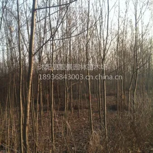 供应;绿化苗木枫杨苗 枫杨树 大叶女贞苗 栾树 法桐 银杏 朴树 构树 重阳木 乌桕树