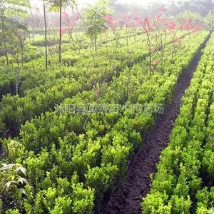 供应小叶黄杨苗 瓜子黄杨苗 3分支以上 工程花灌木批发
