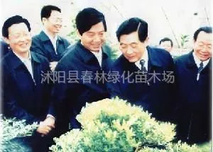 沭阳县春林绿化苗木场