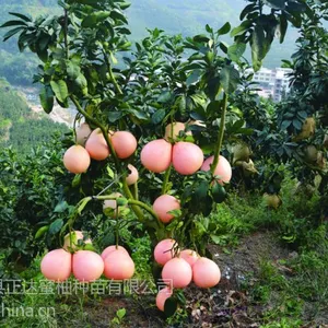 平和县正达蜜柚苗场,供应正宗三红蜜柚苗、红心柚子苗、
