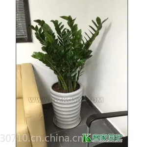 供应白云区租花植物花木出售