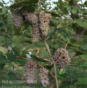 ��Ӧ���ֳ��ۿ��������硢������ƽ���ۼ޽�������