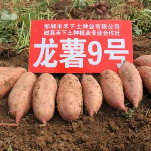 龙薯9号 预订207年脱毒红薯苗