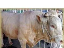 供应小畏寒羊  鲁西黄牛利木站牛山东诚德牧业牛羊养殖基地