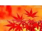 红枫价格信息
