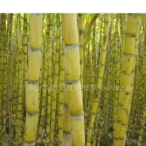 供应***黄皮甘蔗产区供应黄皮甘蔗 青皮甘蔗