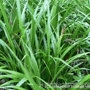 吉祥草 苗四季常青花卉苗木 绿化专用 盆栽 称心如意