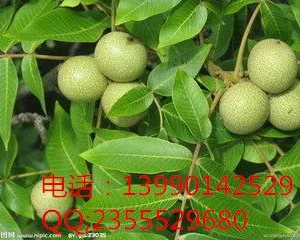 绵阳久亿机械设备有限公司