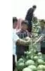 供应陕西西瓜基地-西瓜价格中国西瓜信息网西瓜价格西瓜交易