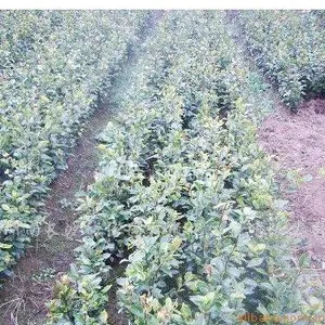 供应江西【迦南】苗木基地 自产自销自用 高产嫁接油茶苗 质优价廉 诚信 蔡先生13979604644