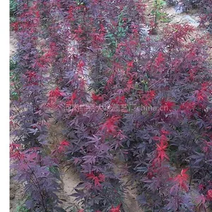 供应欧洲红枫，彩叶植物，庭院植物