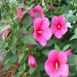 ***��Ӧ���ʻ������� ��������Ӽ۸� �����������ֲ����