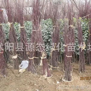 ��Ӧ�����ձ����С�磬�������С�磬����磬���޽��� �����Ż�