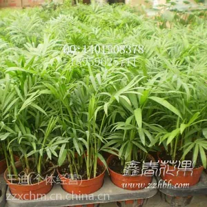 袖珍椰子 罗汉松 发财树小盆栽批发,漳州小盆栽种植基地,小盆栽价格