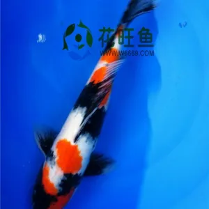 供应花旺鱼精品锦鲤批发 红白 大正 丹顶 昭和锦鲤渔场直销
