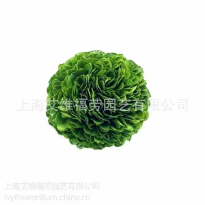 保鲜黄杨球 10cm 厂家直销 preserved boxwood ball