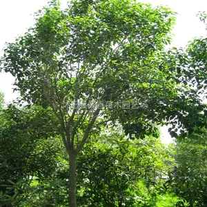 供应黄山栾树苗木价格 栾树苗批发 江苏栾树基地  栾树价格 规格齐全