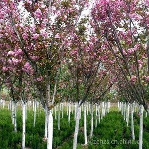 供应【***批发】四川樱花|樱花树|园林绿化乔木|樱l花价格|日本樱花