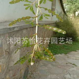 水草 沉水植物 菹草  水生植物 河道绿化 养鱼 养虾专用