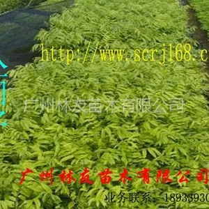 供应大量供应优质人面子苗