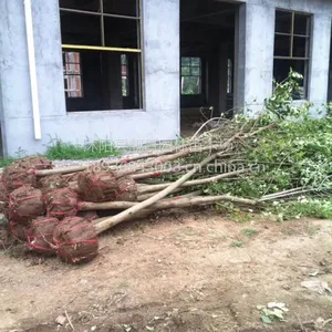 供应;绿化苗木高杆女贞 大叶女贞苗 栾树 法桐 银杏 朴树 构树 重阳木 乌桕树