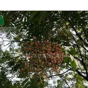 黄连木,黄连木价格,黄连木树苗