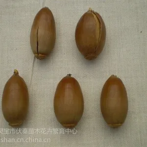 供应蒙古栎种子500吨