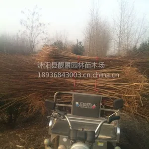 江苏百日红紫薇苗紫薇树1-10公分粗绿化苗木价格