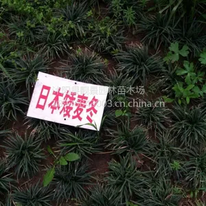 江苏日本矮麦冬草 麦冬草 金边麦冬 玉簪 鸢尾 美人蕉 秋季批发