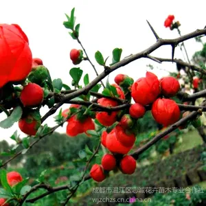 供应批发温江贴梗海棠|贴梗海棠苗|铁脚海棠|批发苗木|绿化苗木|海棠