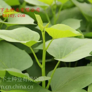 禾下土种业有限公司供应蔬菜型脱毒甘薯苗台农71食叶型红薯
