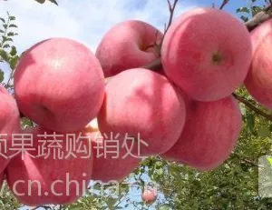 供应山东苹果红富士走势价格