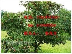 供应苹果树*5公分苹果树*6公分苹果树*8公分苹果树*6公分苹果树