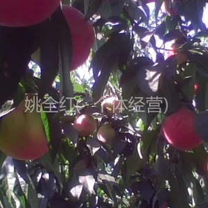 供应沙红桃产地,沙红桃***格,陕西大荔沙红桃