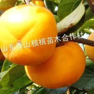 供应出售柿子苗,柿子树,山东柿子树